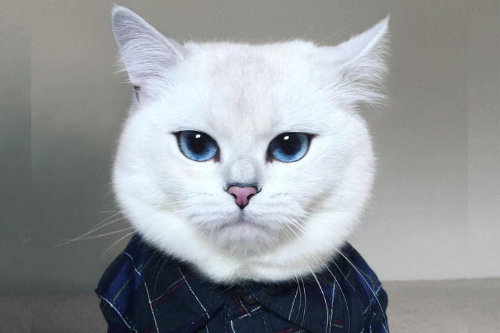 Нереально голубоглазый кот по кличке Коби (16 фото)