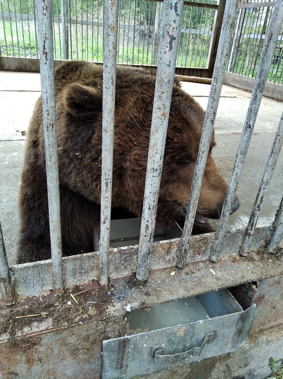 Бросают бычки и бутылки в вольер»: медведь, живущий в придорожном кафе на  трассе М-5, остался без хозяина и нуждается в помощи | 16.05.2020 |  Челябинск - БезФормата